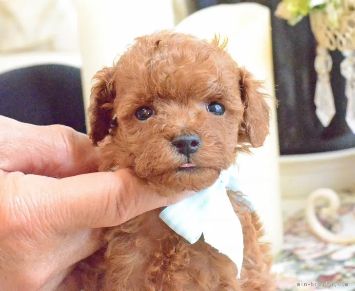 ID:1811-00523の子犬