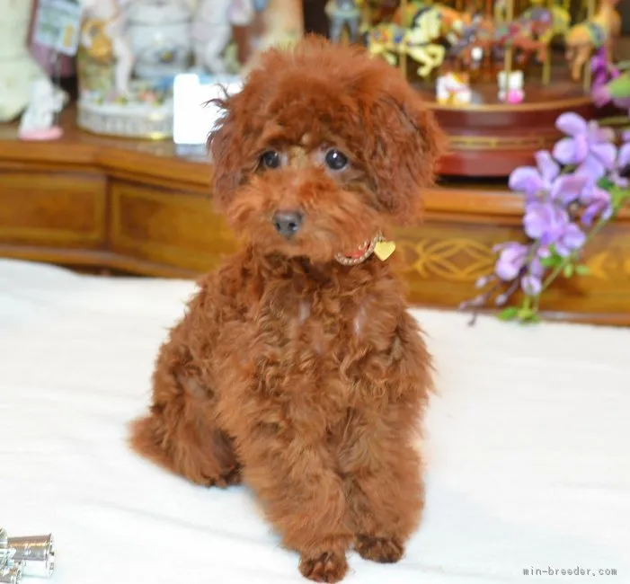 ID:1607-00437の子犬