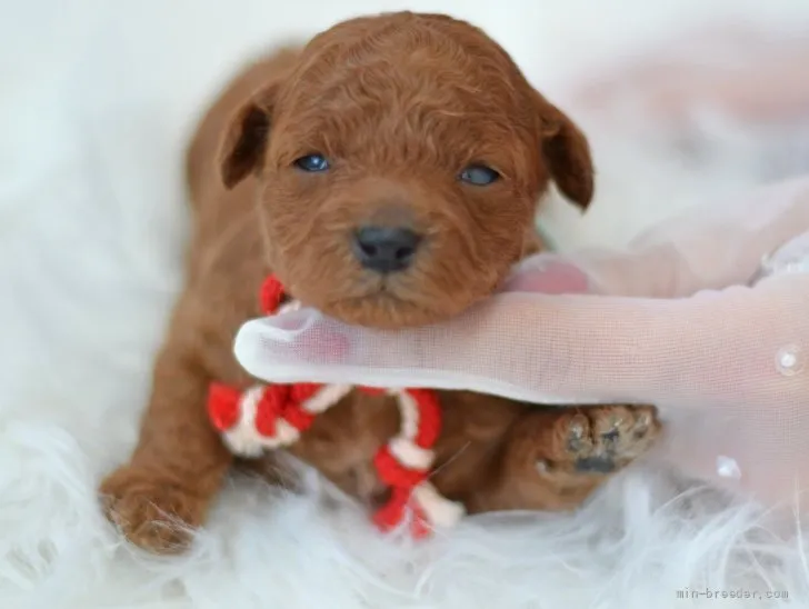 ID：2202-00334の子犬