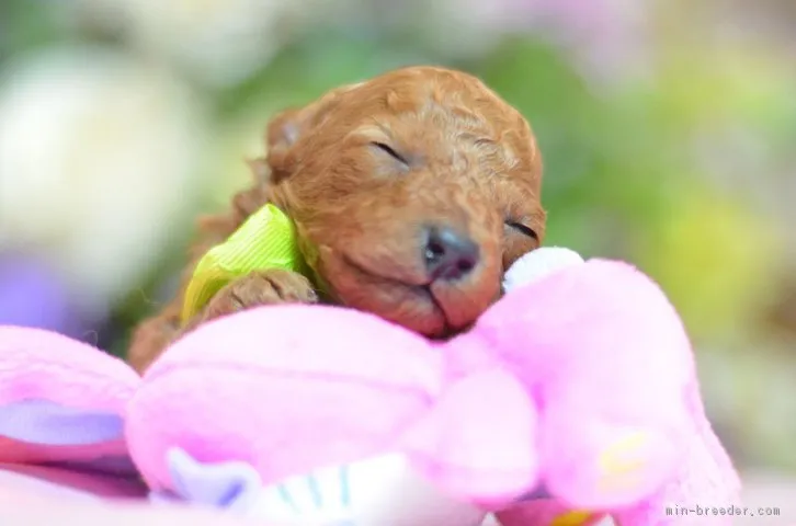 ID：1604-00224の子犬