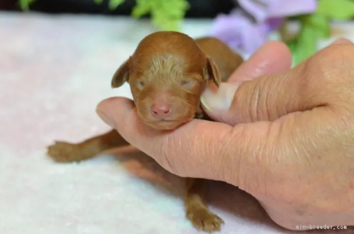 ID：1612-00865の子犬
