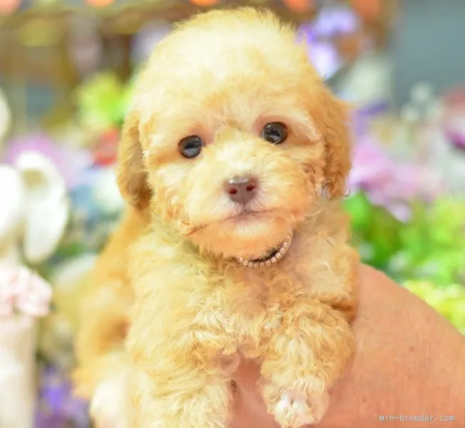 みっふぃー 様のお迎えした子犬
