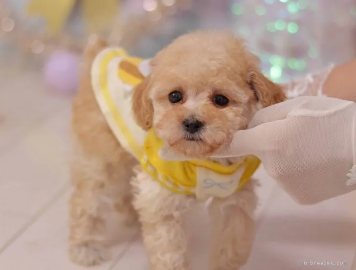ID：2001-00891の子犬