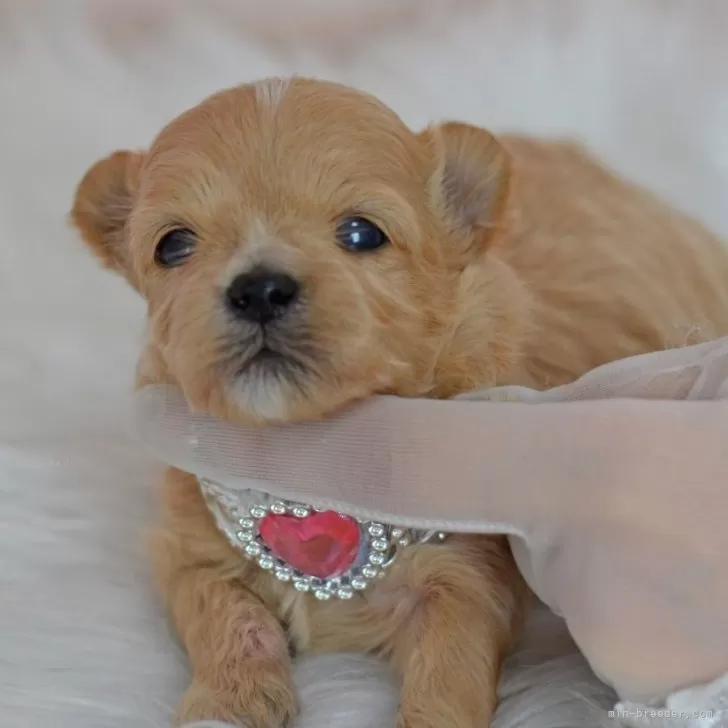 ID：2407-05451の子犬