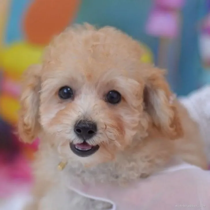 ID:2305-04039の子犬