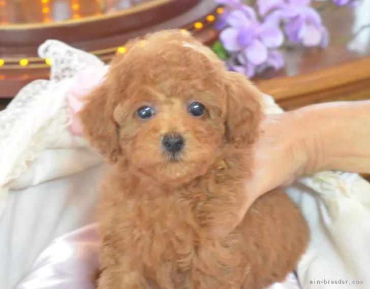 ID:1707-02146の子犬