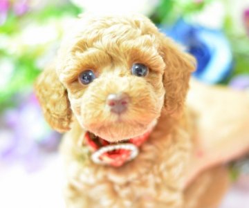 トイプードル(タイニー)【埼玉県・女の子・2015年7月30日・クリーム】の写真「クリーム☆タイニー～小さ目トイサイズ予想」