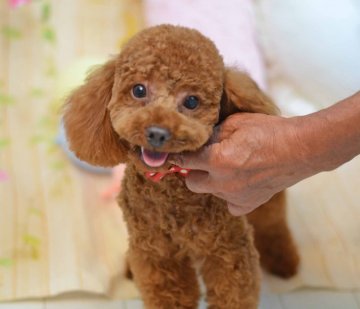 トイプードル(トイ)【埼玉県・男の子・2018年11月1日・レッド】の写真「ディープレッド小さ目トイサイズ☆マズルの短いクマ顔」