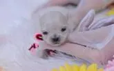 ミックス(チワワ×マルチーズ)【埼玉県・女の子・2022年11月27日・ホワイト】の写真4