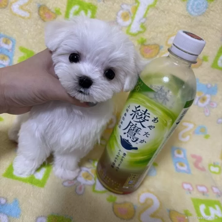 ID：2507-08737の子犬