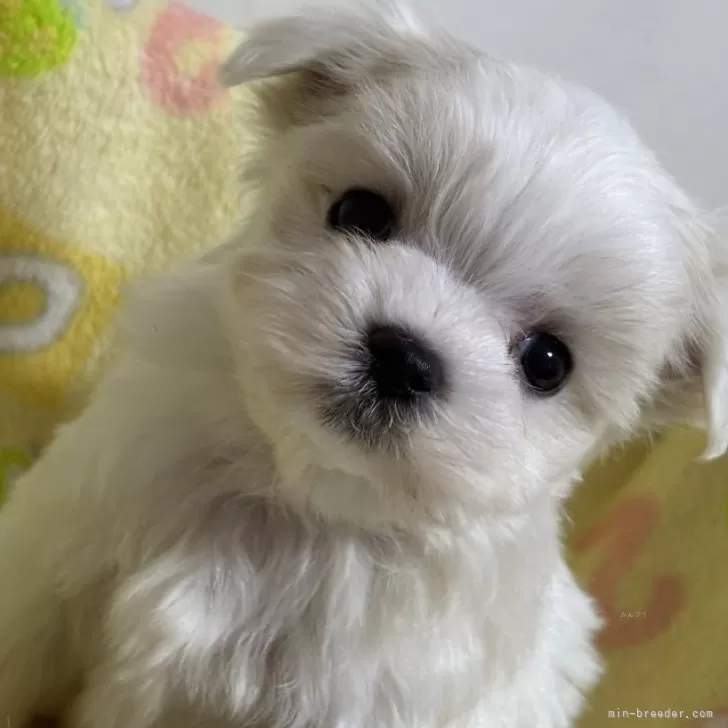 ID：2501-02041の子犬