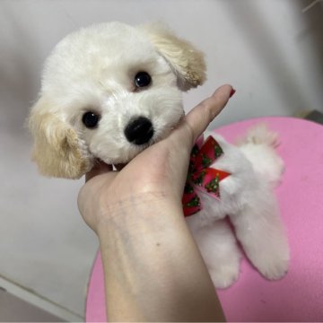 トイプードル(ティーカップ)【大阪府・男の子・2025年7月6日・ペールフォーン】の写真「16日迄にお迎えの方限定　小さな男の子」