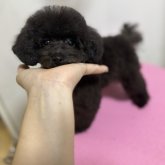 トイプードル(タイニー)