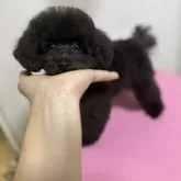 タイニープードル