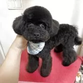 タイニープードル