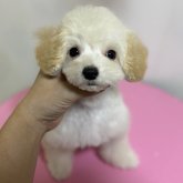 トイプードル(ティーカップ)