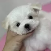 マルチーズ