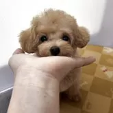 ティーカッププードル