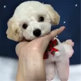 ティーカッププードル