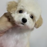 トイプードル(ティーカップ)