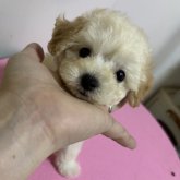 トイプードル(ティーカップ)