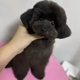 ティーカッププードル