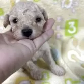 タイニープードル