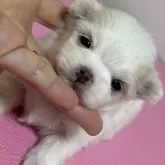 マルチーズ