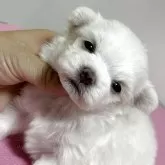 マルチーズ