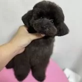 ティーカッププードル【大阪府・男の子・2025年6月6日・ブラック】の写真2「毛量たっぷり」