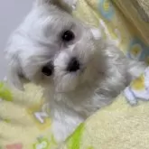 マルチーズ【大阪府・男の子・2024年11月11日・ホワイト】の写真2「実物の方が可愛いのでみにきてくださいね」