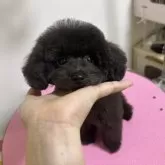 ティーカッププードル【大阪府・男の子・2025年6月6日・ブラック】の写真3「女の子みたいな可愛いお顔です」