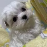 マルチーズ【大阪府・男の子・2024年11月11日・ホワイト】の写真4「写真では伝わりにくいですがチビチビです」