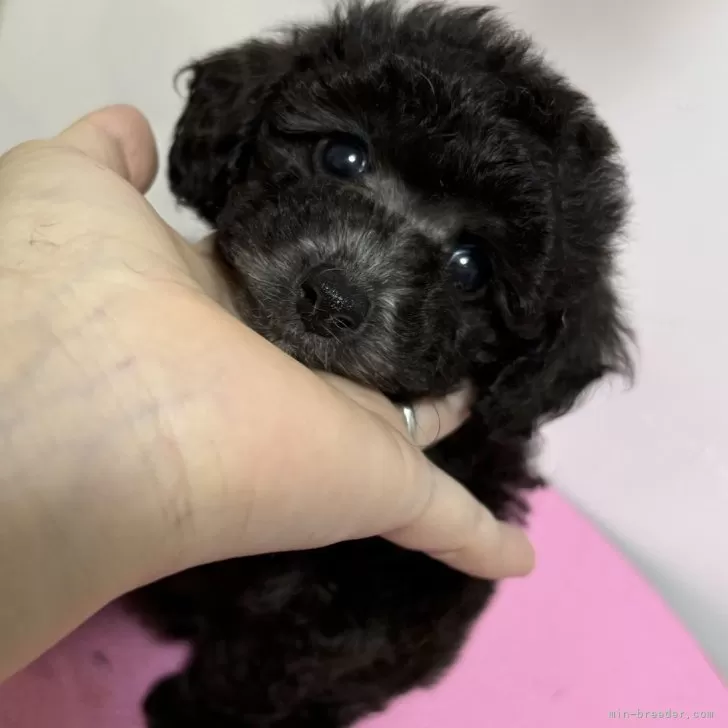 ID:2411-00277の子犬