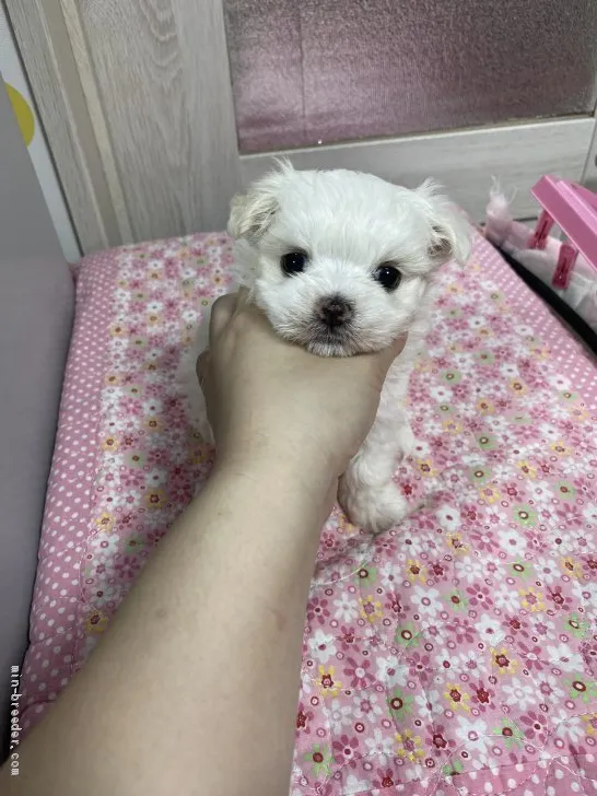ID：2005-01239の子犬