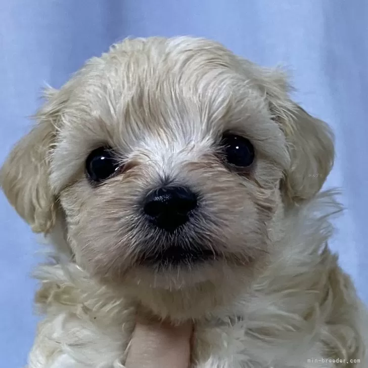 ID:2403-05310の子犬