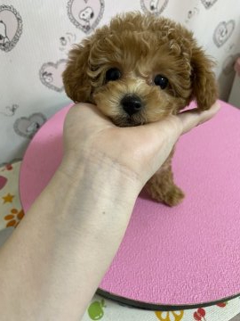トイプードル(タイニー)【大阪府・女の子・2022年2月10日・レッド】の写真「毛量豊富♡小ぶりな女の子♡」
