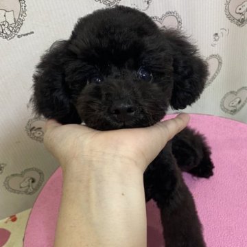 トイプードル(トイ)【大阪府・男の子・2023年5月8日・ブラック】の写真「おめめくりくりの男の子♡」