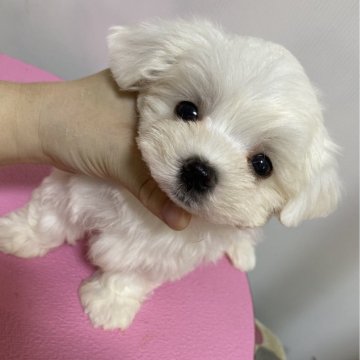 マルチーズ【大阪府・男の子・2024年2月28日・ホワイト】の写真「お目々くりくり性格抜群の男の子」