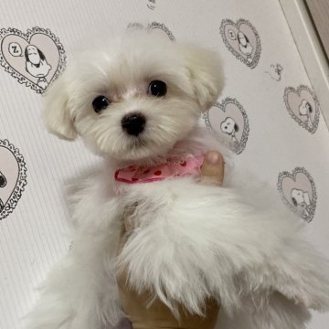 マルチーズ【大阪府・女の子・2023年11月1日・ホワイト】の写真「小ぶりなマルチーズの女の子」