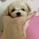 マルチーズ×プードル【大阪府・女の子・2023年9月14日・クリーム】の写真1「可愛い丸顔のマルプー※右側にスタッフがいる為右向いてます」
