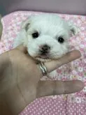 マルチーズ【大阪府・男の子・2020年4月14日・ホワイト】の写真3「お目々もこれからどんどんくりっくりになってきますよ^ ^」
