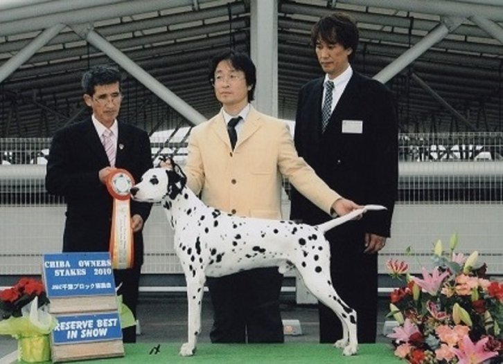 当犬舎のダルメシアンと藤田ブリーダー  (リザーブ ベスト イン ショー 受賞）｜藤田　瑞朗(ふじた　みずろう)ブリーダー(神奈川県・ダルメシアンなど・JKC登録)の紹介写真1