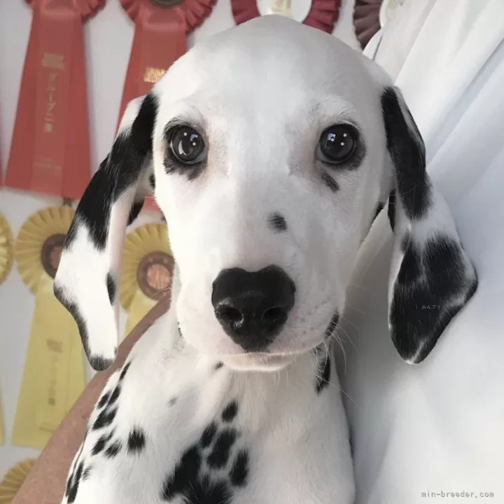 ID：2410-00767の子犬