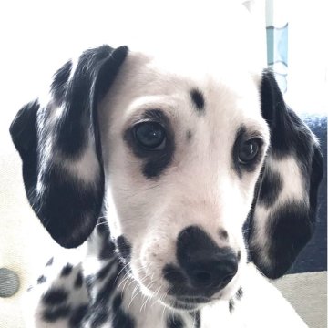 ダルメシアン【神奈川県・女の子・2025年9月24日・白 黒】の写真「101 匹ワンチャンのダルメシアン子犬」
