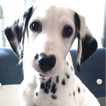 ダルメシアン【神奈川県・男の子・2025年9月24日・白 黒】の写真「101 匹ワンチャンのダルメシアン子犬ショータイプ」