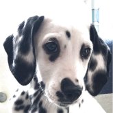 ダルメシアン