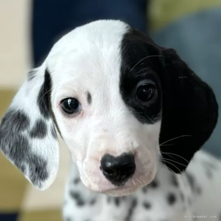 E.W 様のお迎えした子犬