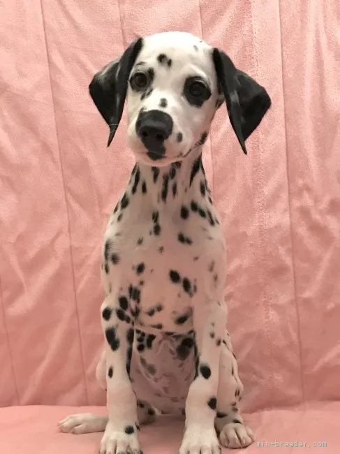 ID：2010-01886の子犬