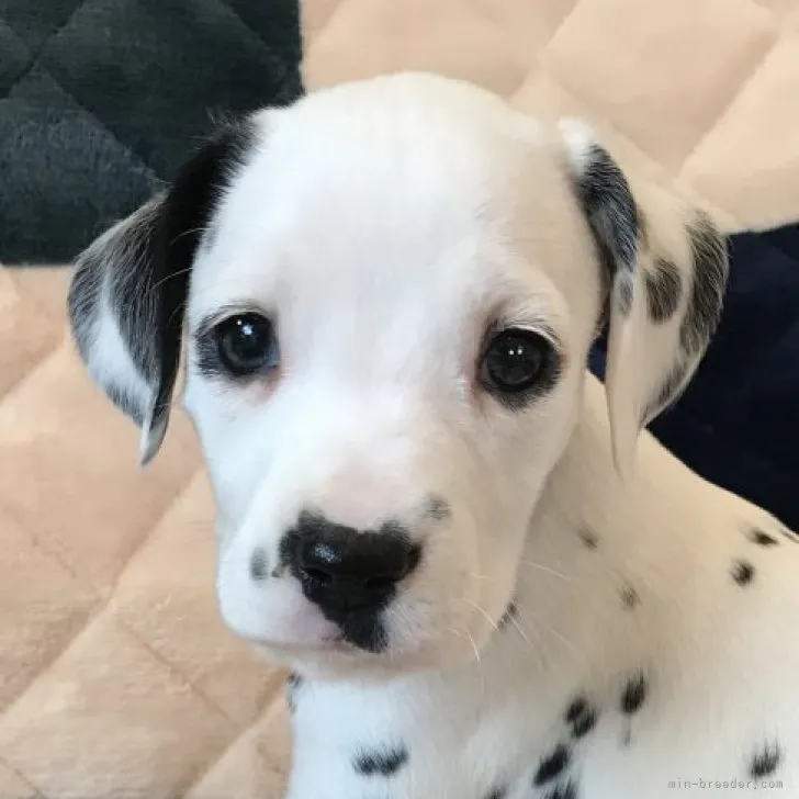 Ii 様のお迎えした子犬